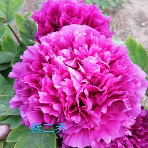 牡丹二乔图片品种有何独特之处？-图3