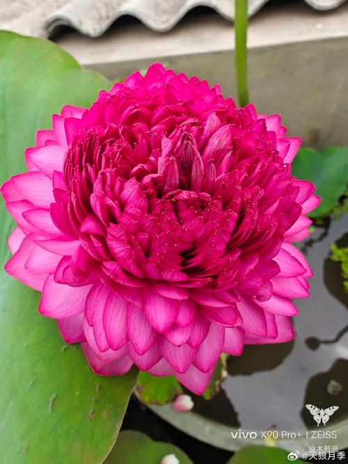 荷花有名的品种有哪些-图2