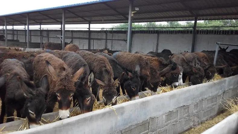 2025肉驴出栏价格-图2