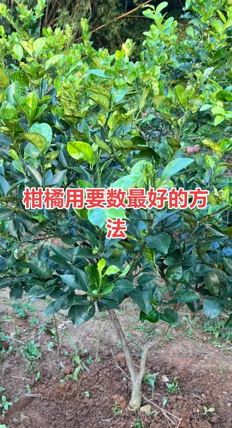 桔子丰产栽培管理技术-图2 桔子丰产栽培管理技术-图2