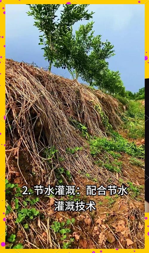 桔子丰产栽培管理技术-图1 桔子丰产栽培管理技术-图1