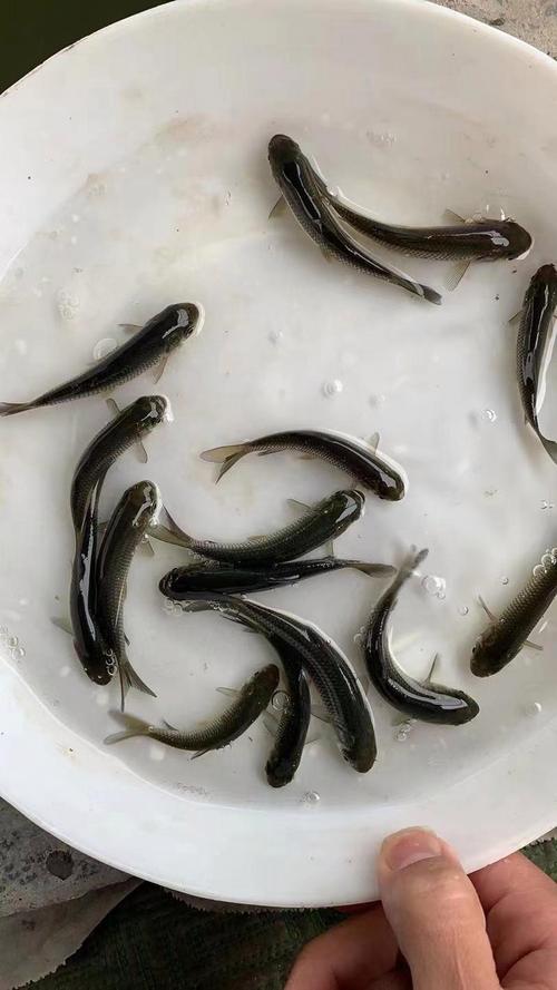 人工鱼苗培育技术如何优化草鱼生长？-图2