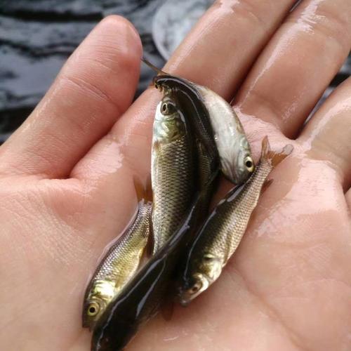 人工鱼苗培育技术如何优化草鱼生长？-图3