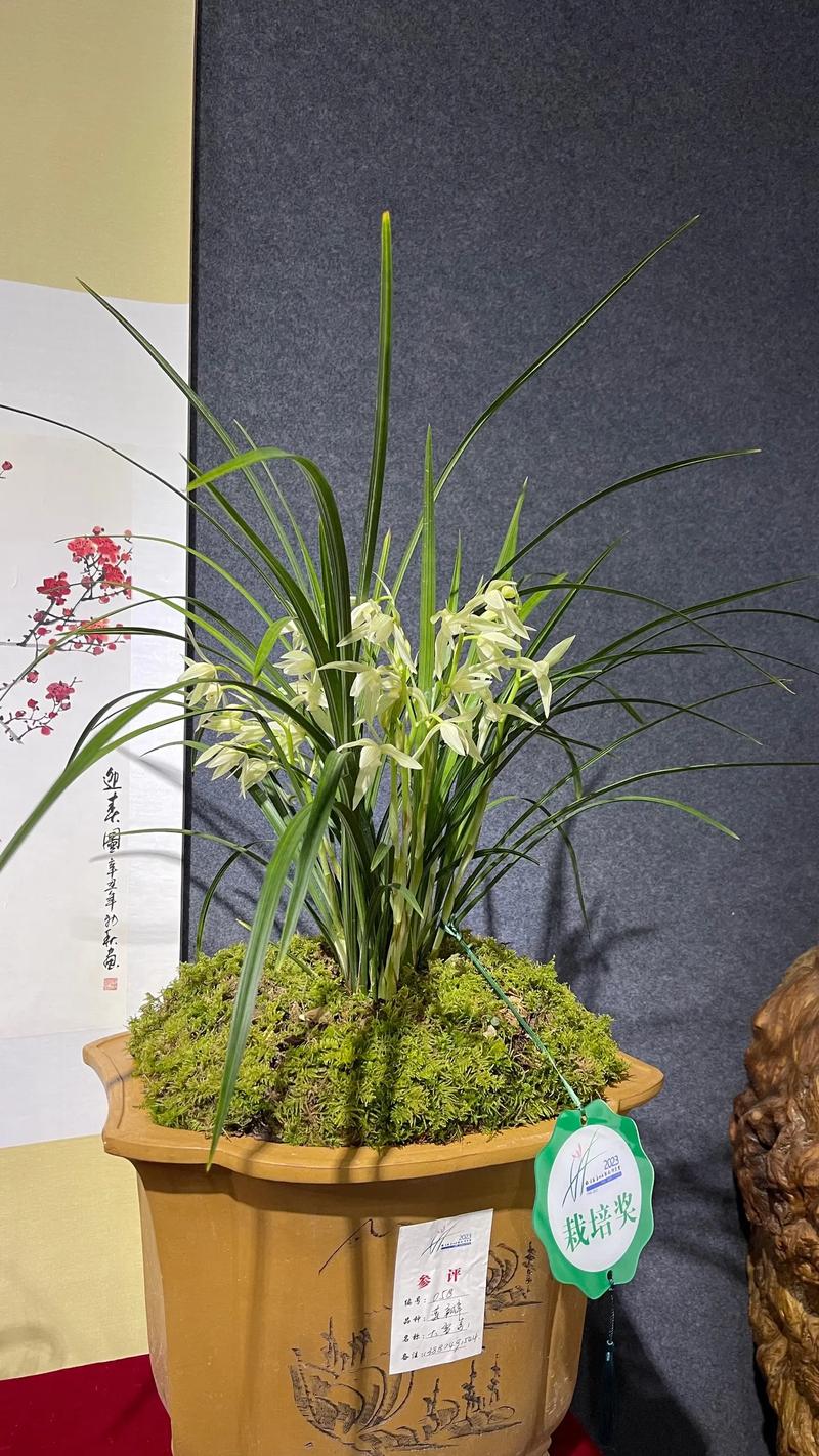 大雪素兰花品种究竟有多少?-图1 大雪素兰花品种究竟有多少?-图1