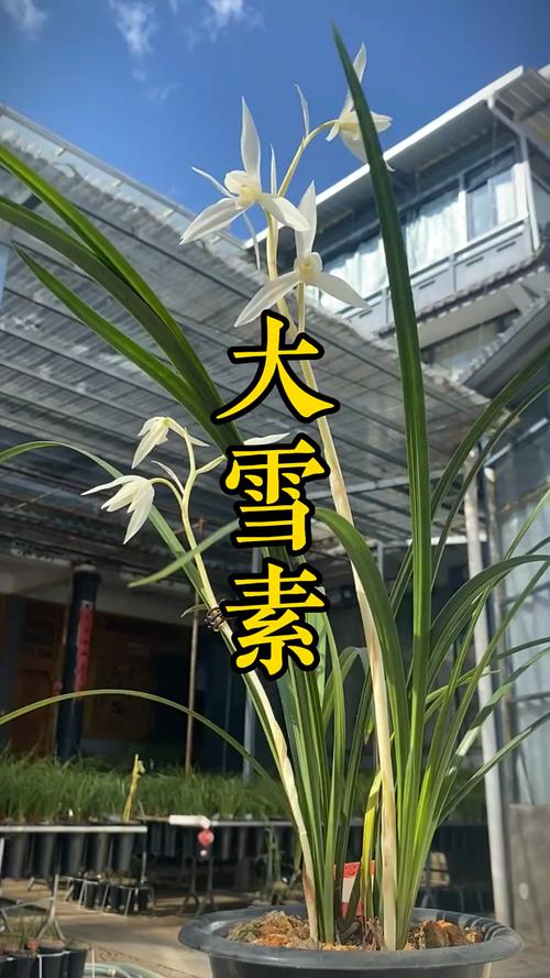 大雪素兰花品种究竟有多少?-图3 大雪素兰花品种究竟有多少?-图3