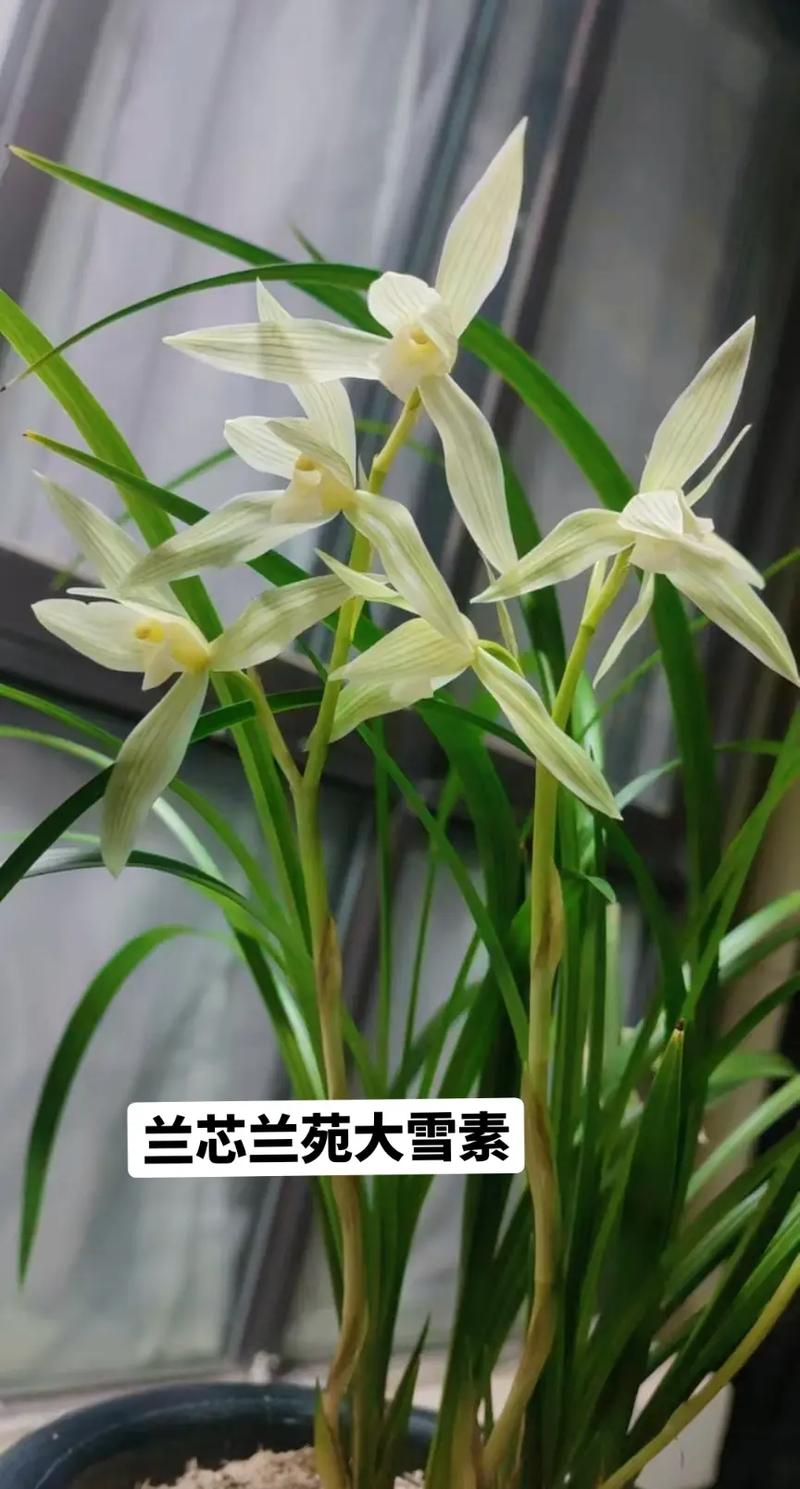 大雪素兰花品种究竟有多少?-图2 大雪素兰花品种究竟有多少?-图2