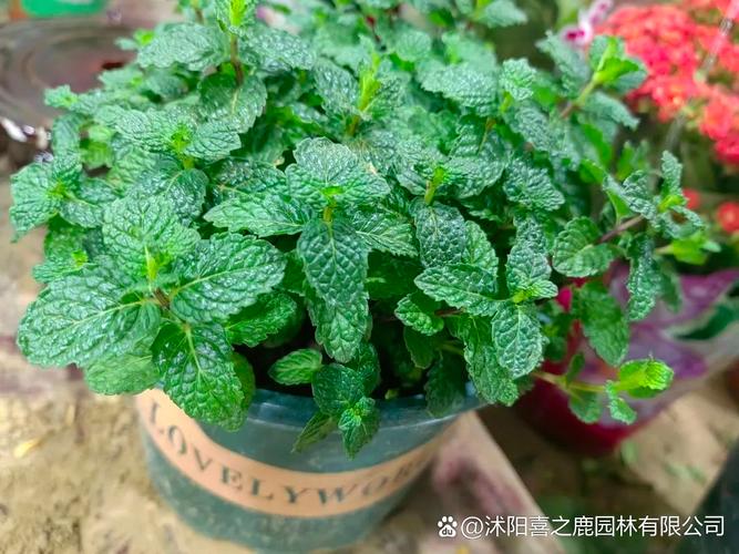 薄荷品种有哪些?附图片对比-图2 薄荷品种有哪些?附图片对比-图2