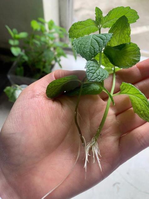 薄荷品种有哪些?附图片对比-图3 薄荷品种有哪些?附图片对比-图3