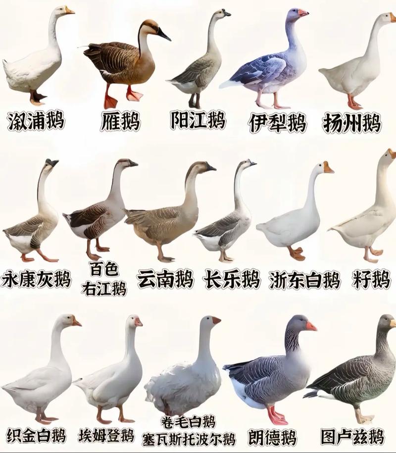 鹅品种哪个长得最快？-图1