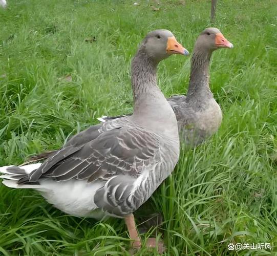 鹅品种哪个长得最快？-图3