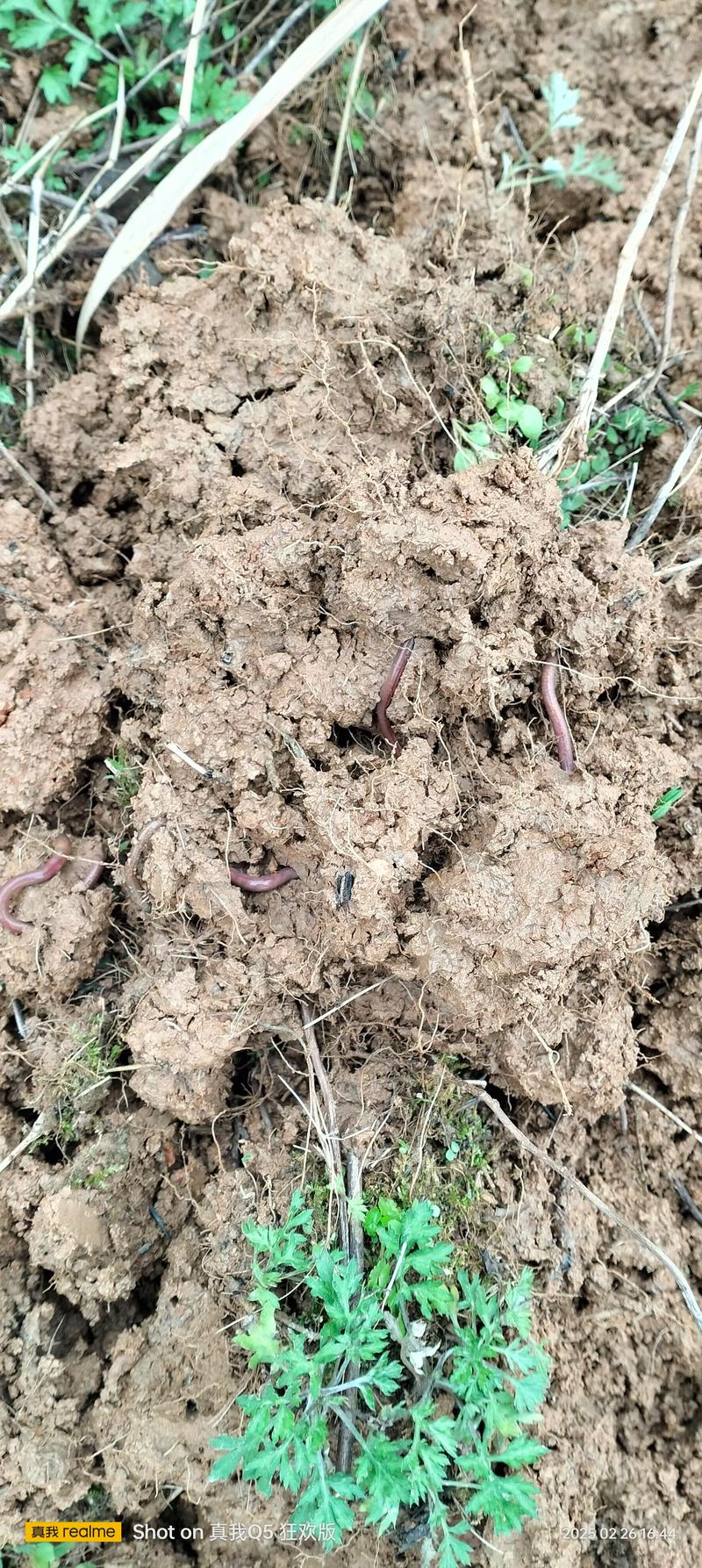 蚯蚓泥鳅养殖视频怎么学？技术要点有哪些？-图2