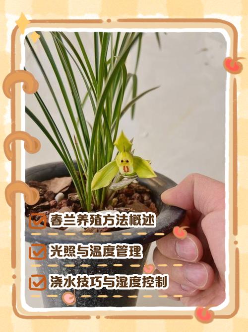 兰花北方室内养殖技术-图1