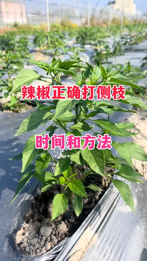 辣椒冬天怎么种植技术-图3
