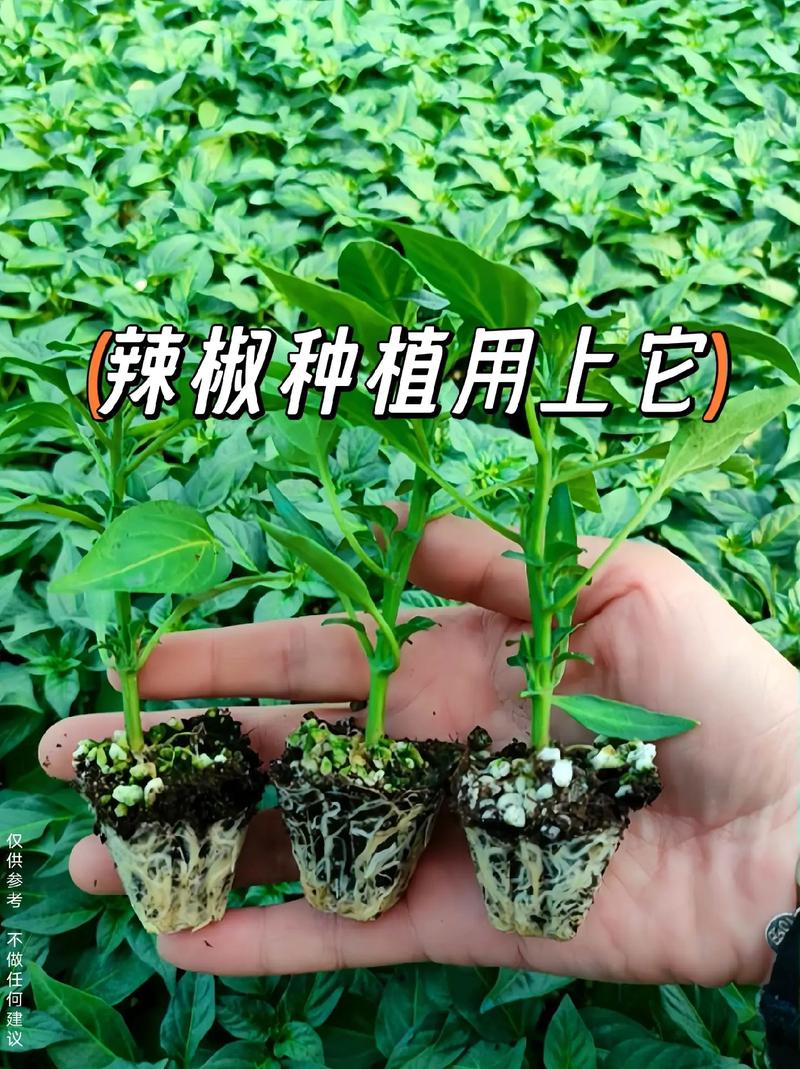 辣椒冬天怎么种植技术-图2
