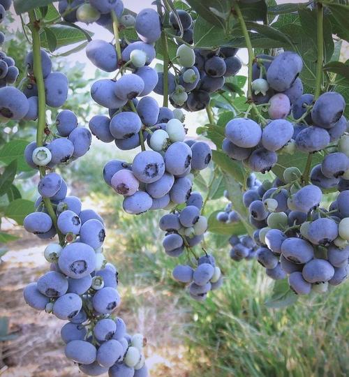 北京哪种蓝梅品种最好?-图1 北京哪种蓝梅品种最好?-图1