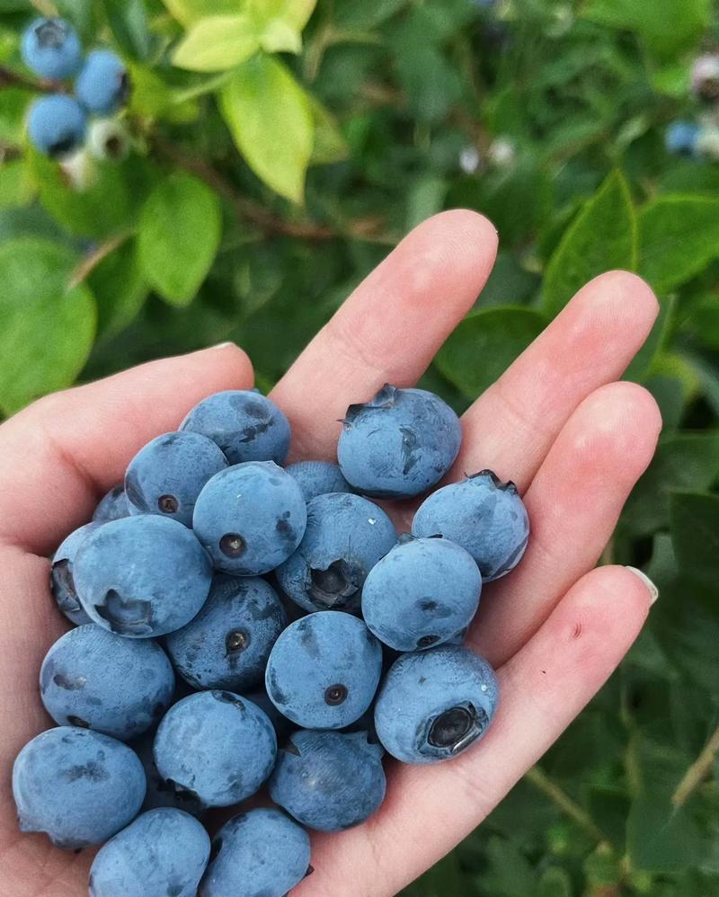 北京哪种蓝梅品种最好?-图3 北京哪种蓝梅品种最好?-图3