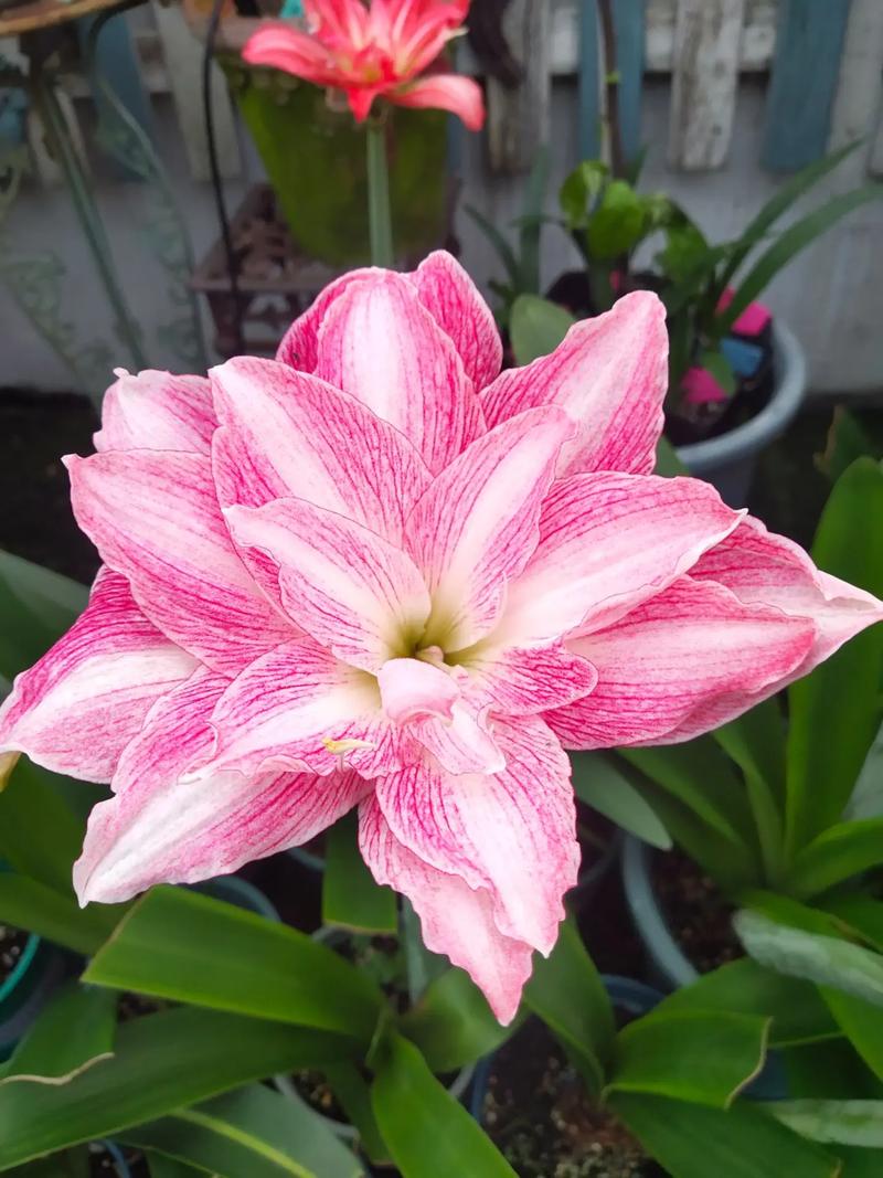 粉色朱顶红常见品种有哪些？-图1