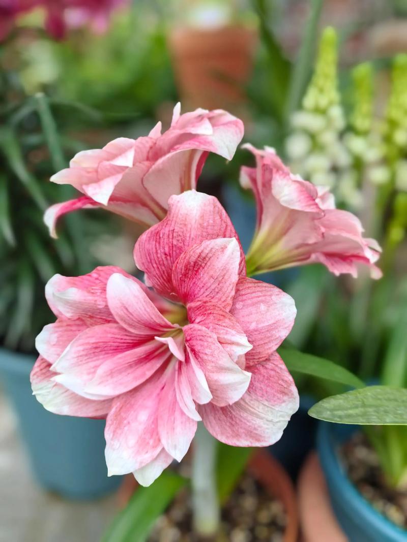 粉色朱顶红常见品种有哪些？-图2