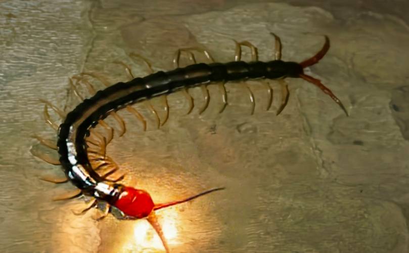 蜈蚣养殖技术为何价格超低?-图1 蜈蚣养殖技术为何价格超低?-图1