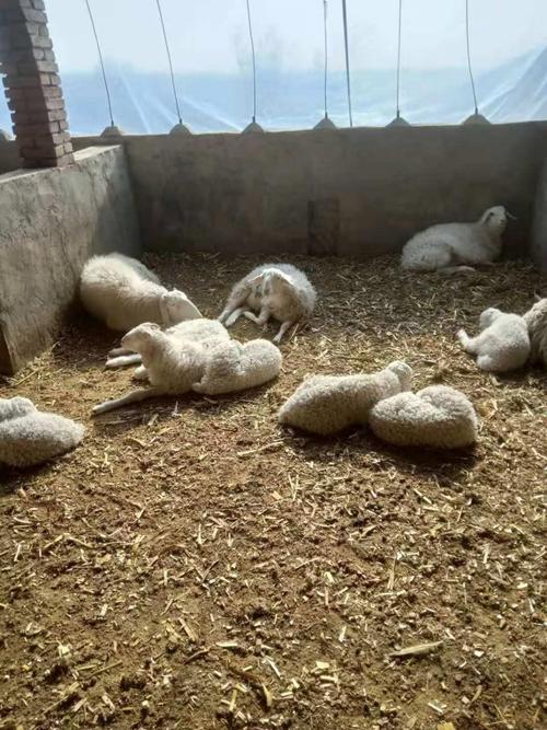 卖百十斤小尾寒羊价格-图1