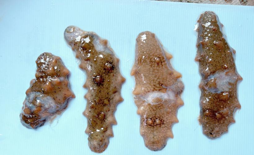 海参过冬病害咋防控？-图1