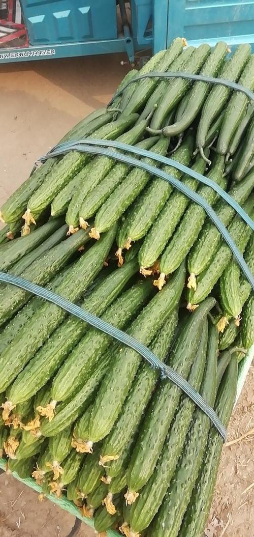 日光温室大棚黄瓜品种怎么选？-图1