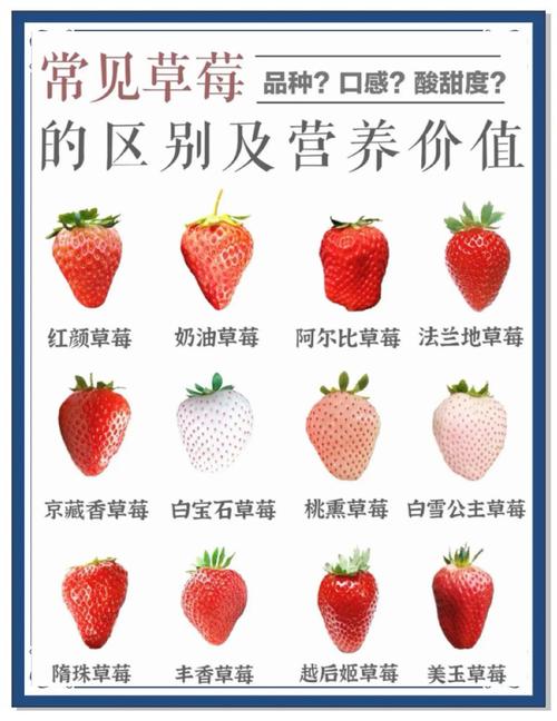 哪些草莓品种产量高?-图1 哪些草莓品种产量高?-图1