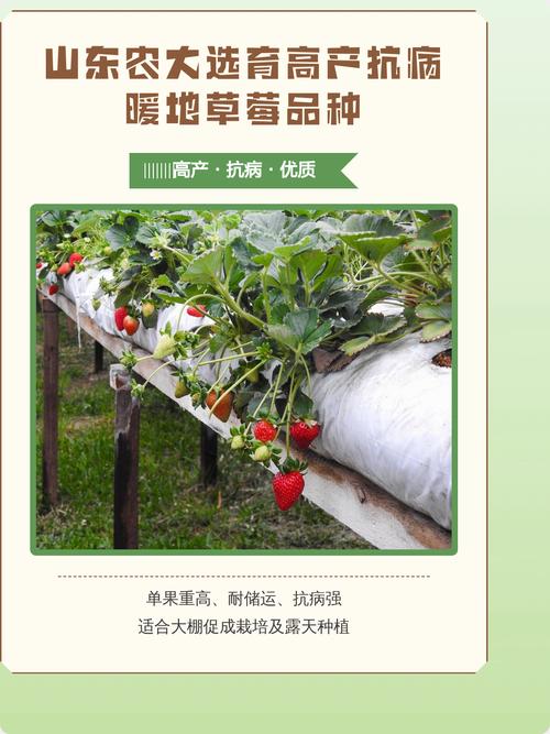 哪些草莓品种产量高?-图2 哪些草莓品种产量高?-图2