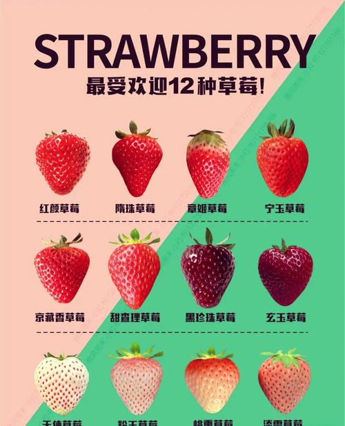 哪些草莓品种产量高?-图3 哪些草莓品种产量高?-图3