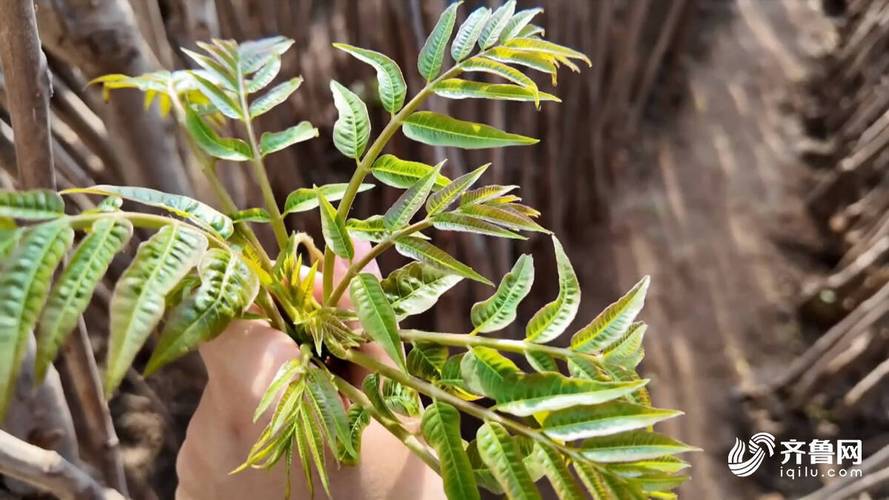 大棚种香椿，哪个品种最优？-图1