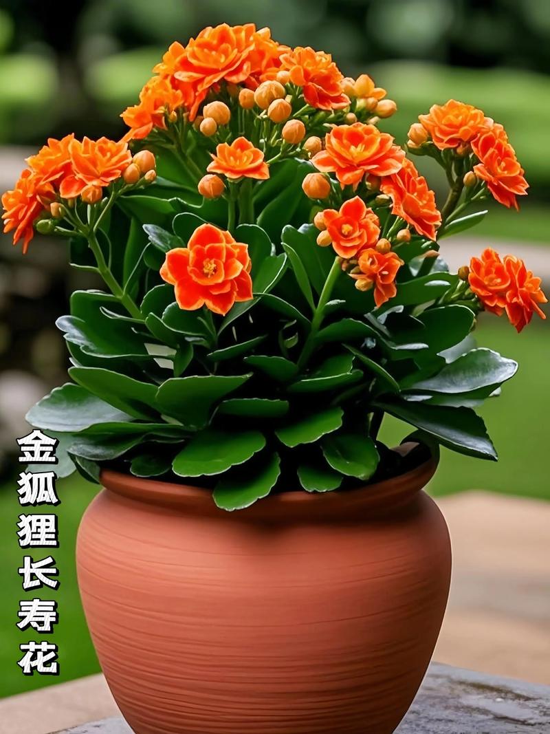 哪种长寿花品种最好看？-图1