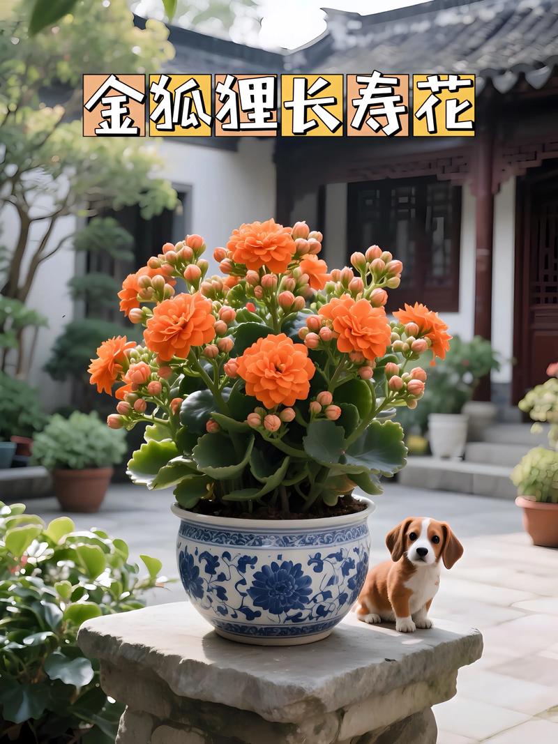 哪种长寿花品种最好看？-图2