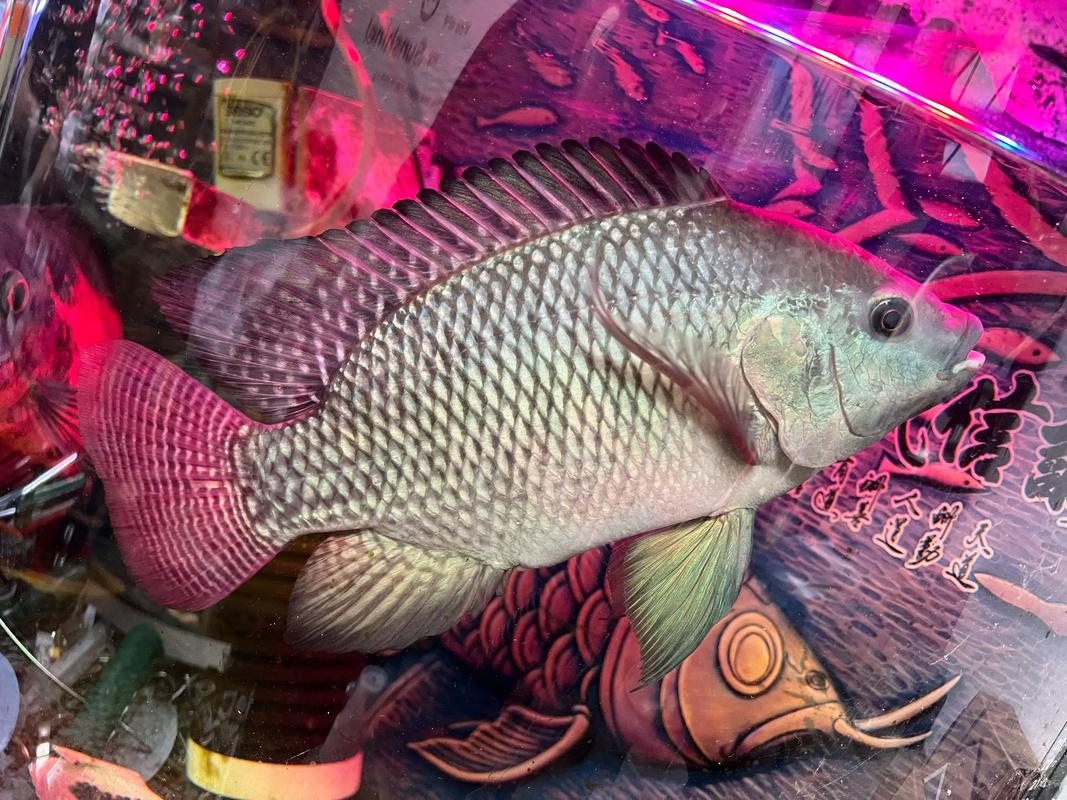 非洲鲫鱼养殖技术视频-图1