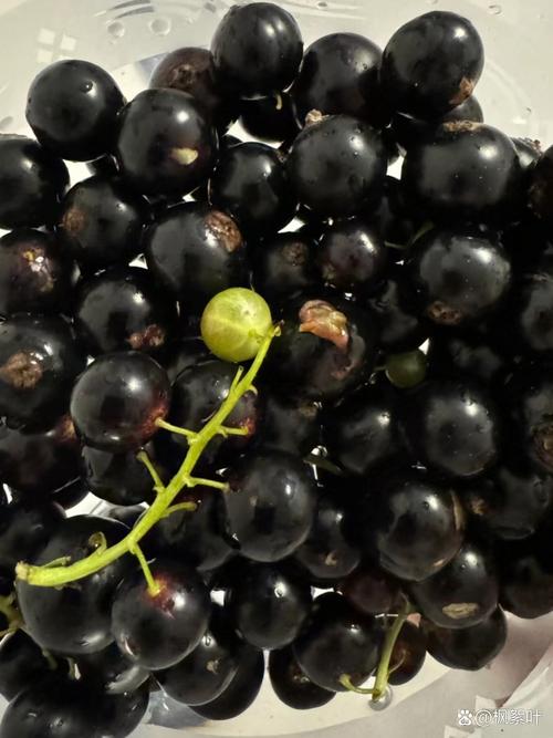 黑色长葡萄是何品种？-图2