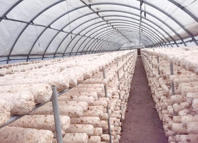 香菇蘑菇种植技术视频，如何轻松学会？-图2