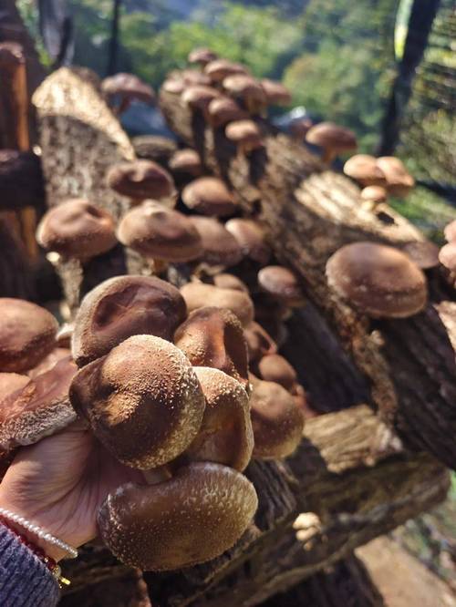 香菇蘑菇种植技术视频，如何轻松学会？-图1