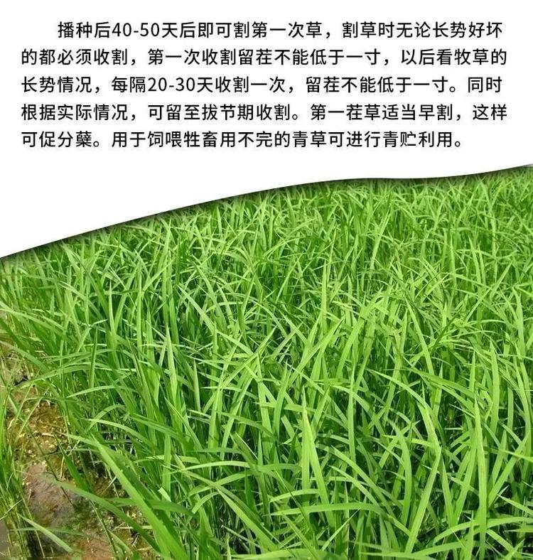 哪种牧草最适合喂母猪？-图2