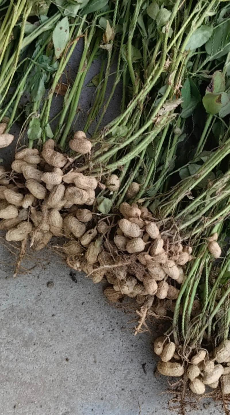 夏播花生品种有哪些？-图1