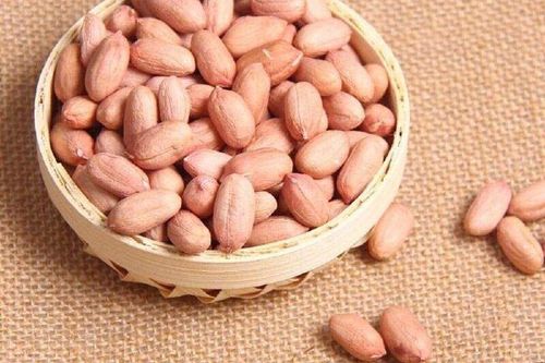 夏播花生品种有哪些？-图2