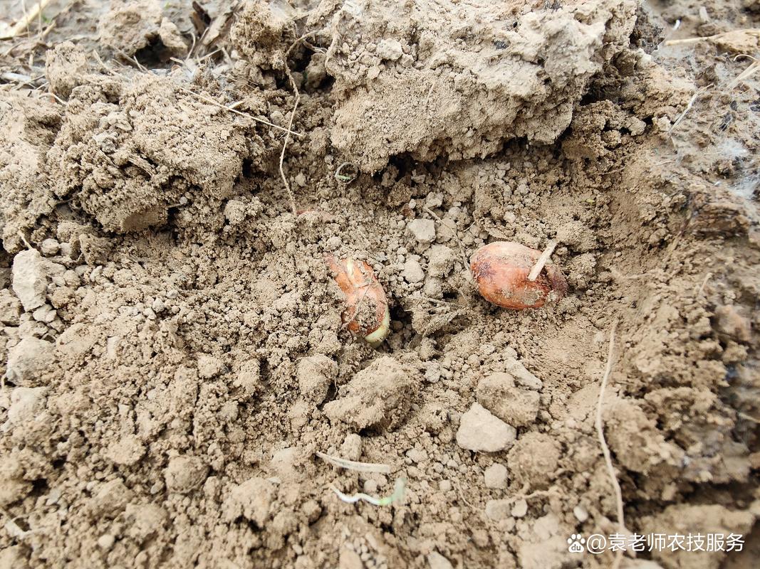 夏播花生品种有哪些？-图3