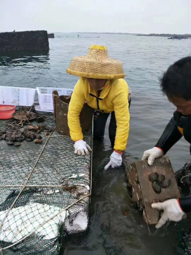 鲍鱼养殖技术视频，如何高效掌握关键要点？-图2