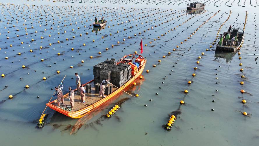 鲍鱼养殖技术视频，如何高效掌握关键要点？-图1