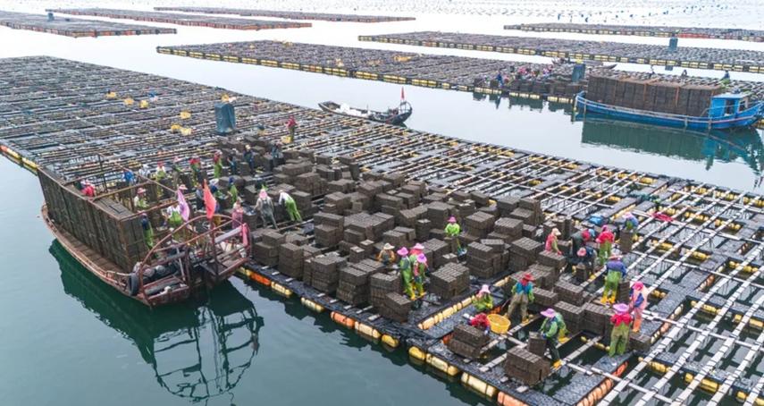 鲍鱼养殖技术视频，如何高效掌握关键要点？-图3