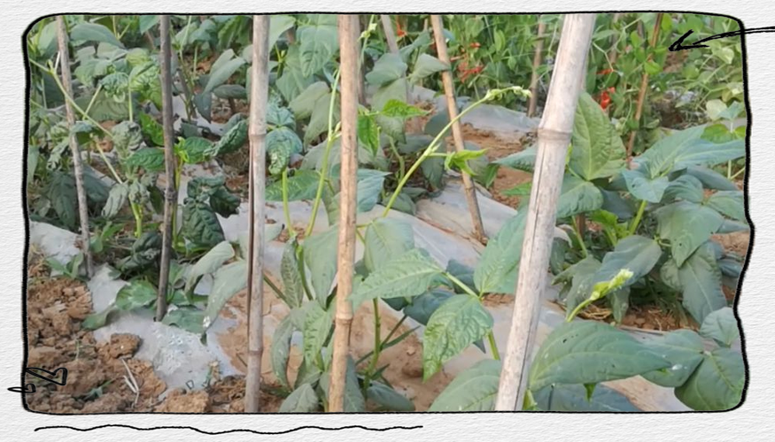 豇豆高产技术视频，关键点有哪些？-图2