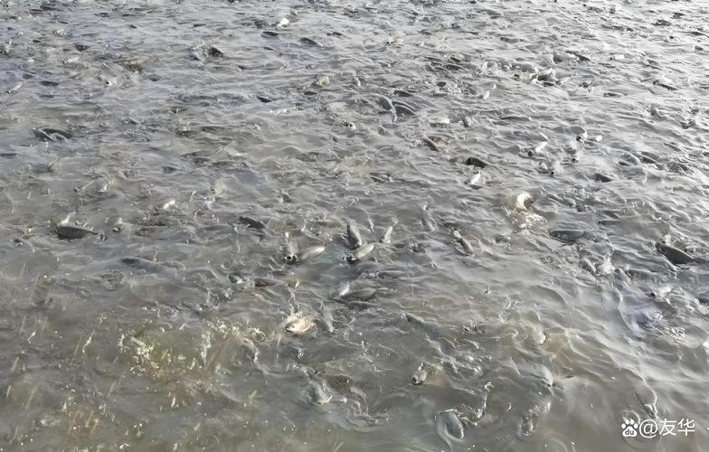 现代草鱼养殖技术视频有哪些关键要点？-图1