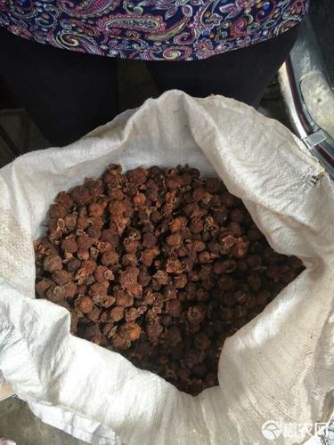 金樱子种植技术如何影响产量?-图2 金樱子种植技术如何影响产量?-图2