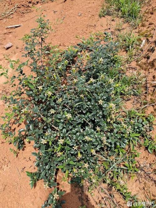 金樱子种植技术如何影响产量?-图1 金樱子种植技术如何影响产量?-图1