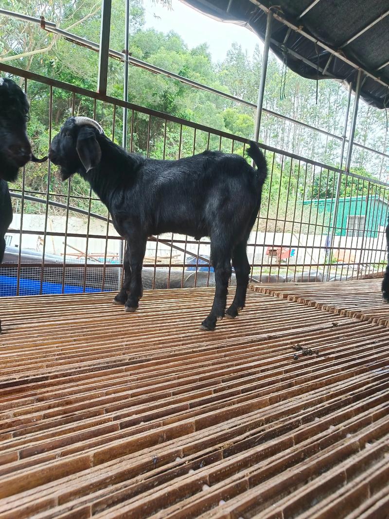 努比亚公山羊养殖技术有哪些要点？-图1