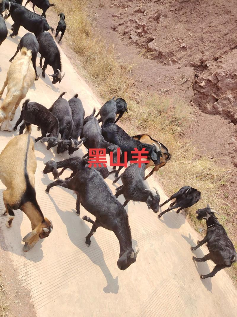 努比亚公山羊养殖技术有哪些要点？-图2