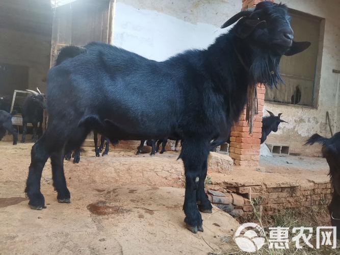 努比亚公山羊养殖技术有哪些要点？-图3